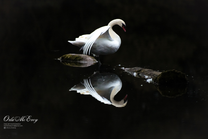 Swan of Johnstown Castle